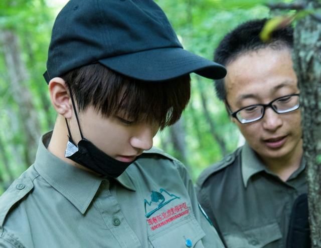 王俊凯为保护东北虎发声 身体力行致敬巡护工