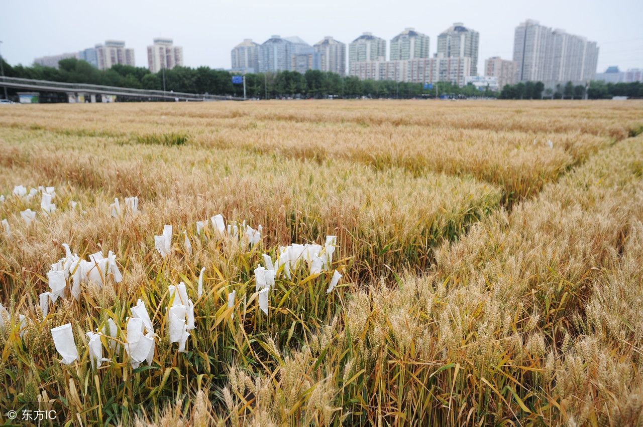 农民最关心的小麦价格，今年还会涨吗?