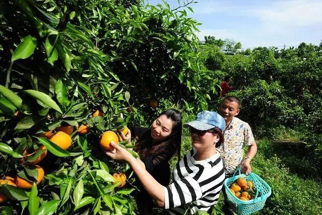 这个春天，去重庆周边哪里踏春赏花？