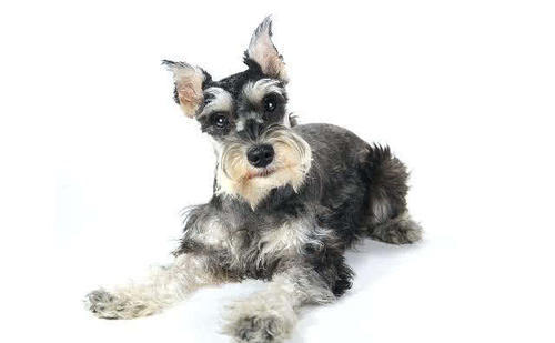 雪纳瑞智商排名_雪纳瑞造型图片(2)