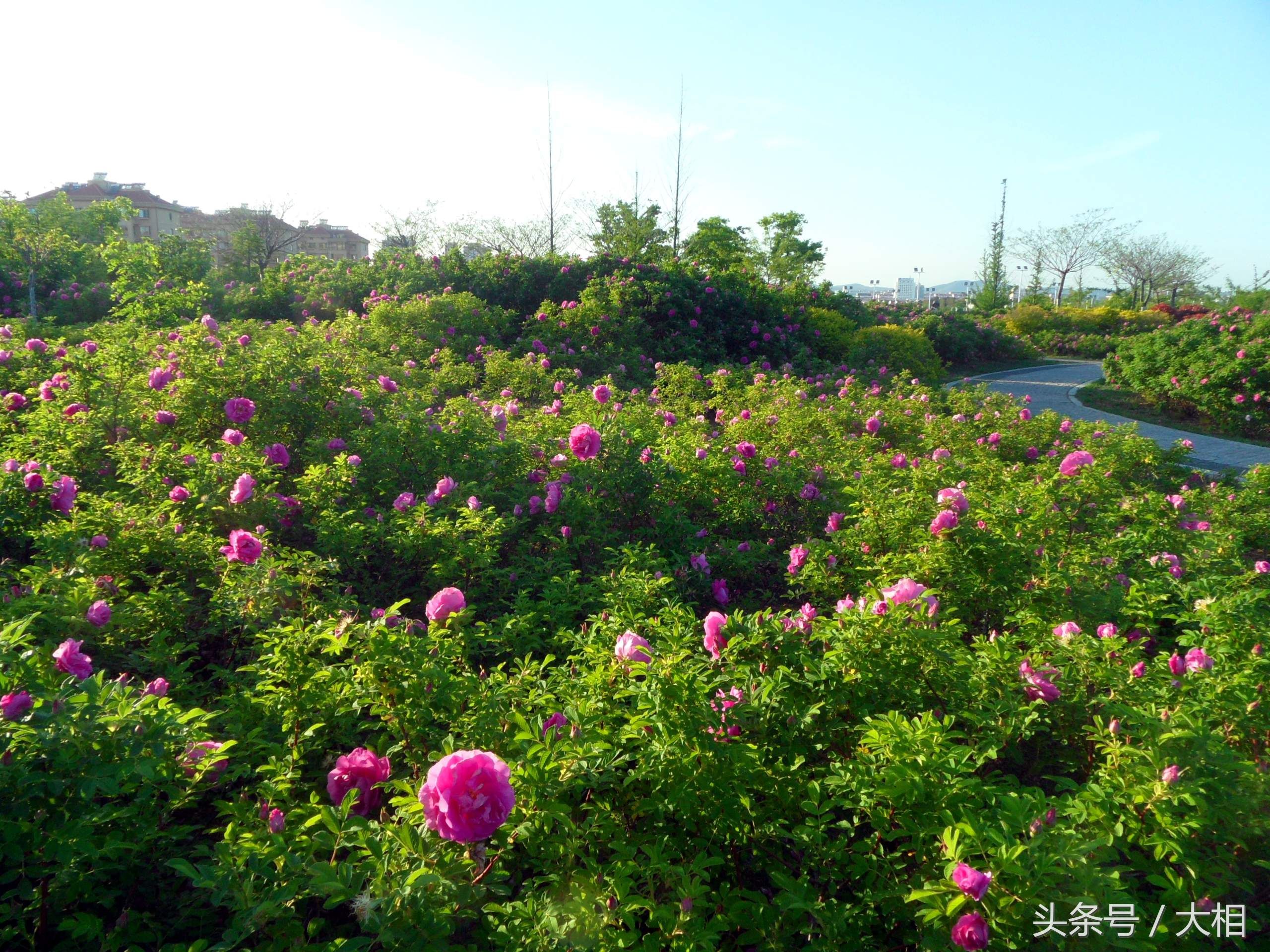 乳山金牛山公园:玫瑰花开香四溢，朵朵鲜花枝头立