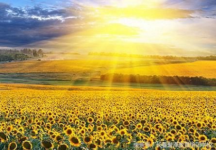 按照规划的步骤进行,注册会计师证书势在必得