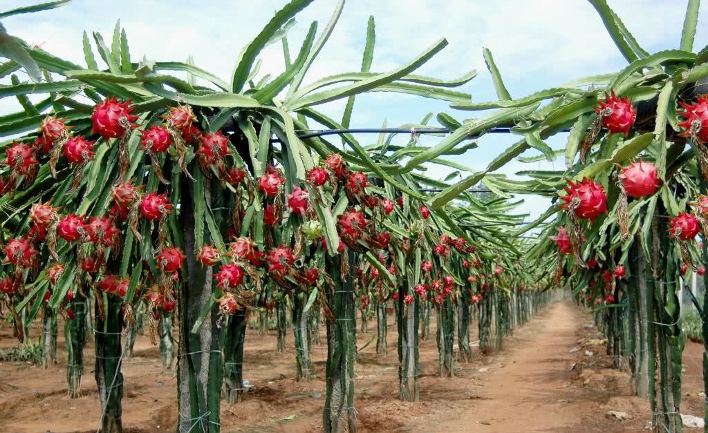 这种果树的花比果实更值钱,晒干后200元一斤,