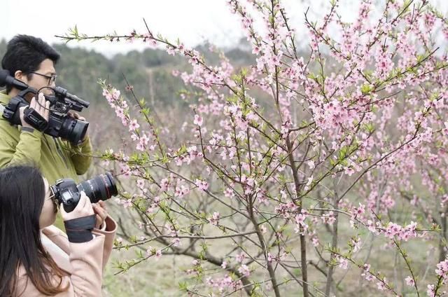 三月花开正艳,宜昌各地踏青赏花活动异彩纷呈