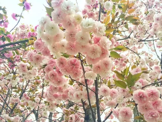 青白江凤凰湖的樱花终于开了，门票免费，再也不用去日本看樱花啦