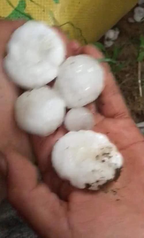 烟台苹果套袋忙，天降冰雹愁苦果农