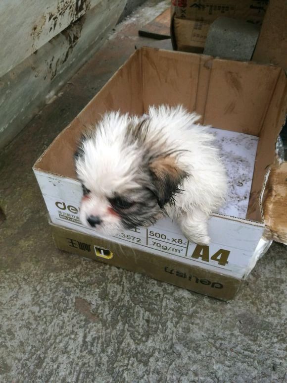 小奶狗被遗弃在路边箱子里,女孩到跟前被小家