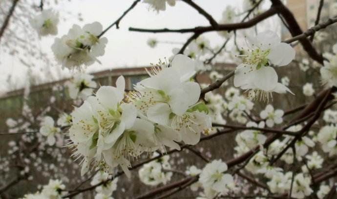 在天津,你家门口哪有花海?骑着单车出发吧!