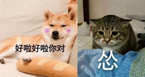 萌宠真人麻将:你是不是不爱我了?急需抱表情的搞笑打情侣图片图片
