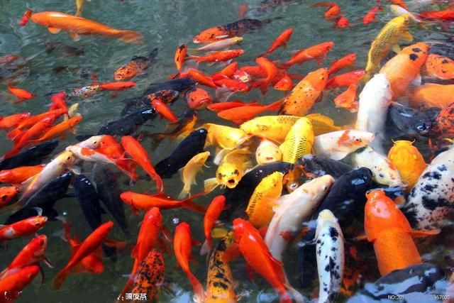 中国大鱼被美帝邀请拯救经济,随后被污蔑成害