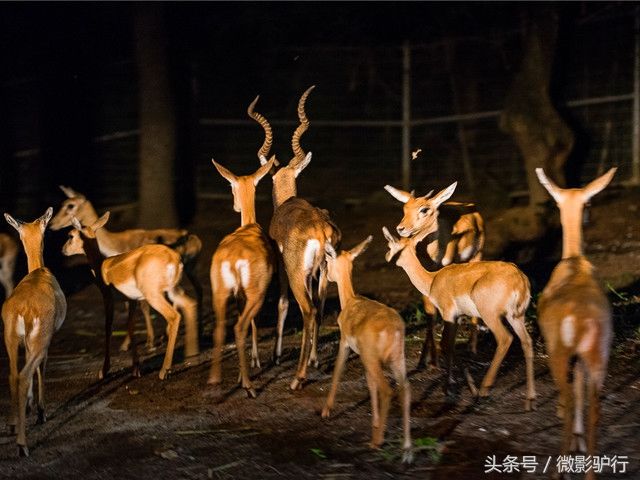 泰国篇:人少景美物价低，邓丽君最爱的清迈走一走，清迈游玩攻略