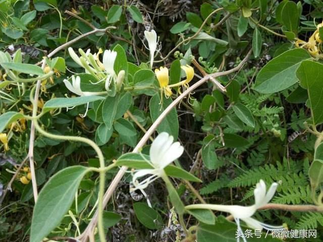 专家“钦点”的防治流感方，拿1种常见野草煎水喝，全家不得病