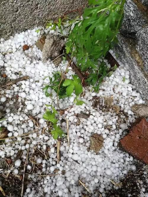 烟台苹果套袋忙，天降冰雹愁苦果农