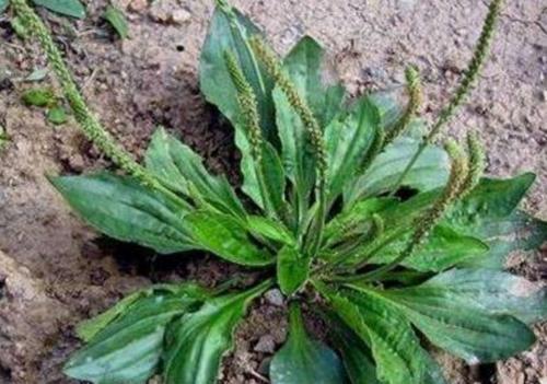 农村此菜女人多吃,能防止痛经,调经补血,清热解