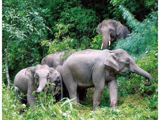 来过西双版纳,就不用去泰国啦