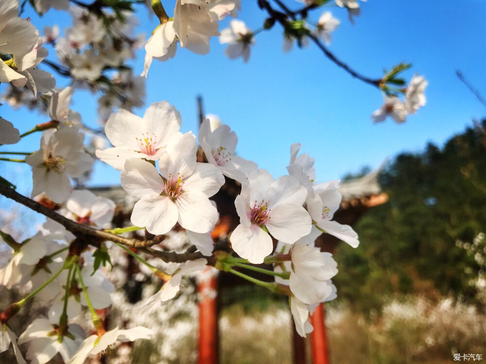 【春之彩】又是一年樱花烂漫时