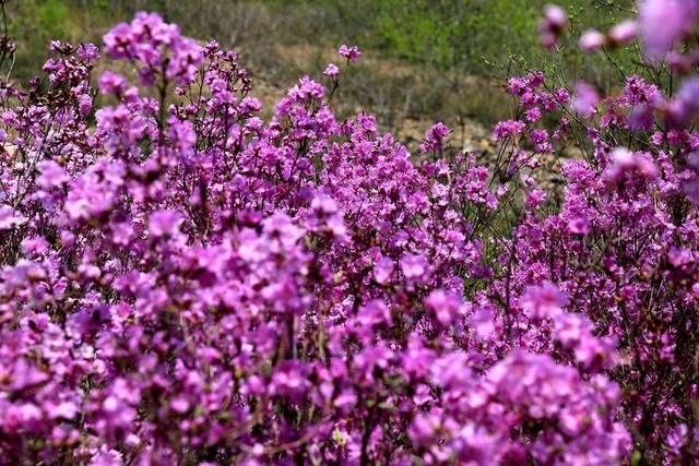 白山户外群关门砬子观映山红休闲一日游