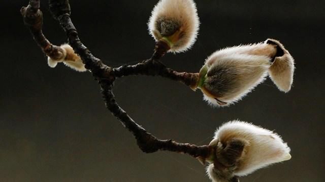 辛夷花泡水喝,对身体有3大好处,但这些事项要