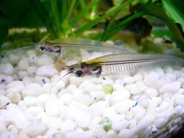 带你了解最奇特的鱼-玻璃猫,这猫不是猫,是全