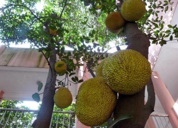 盘点大树菠萝的营养价值 大树菠萝的核需煮熟