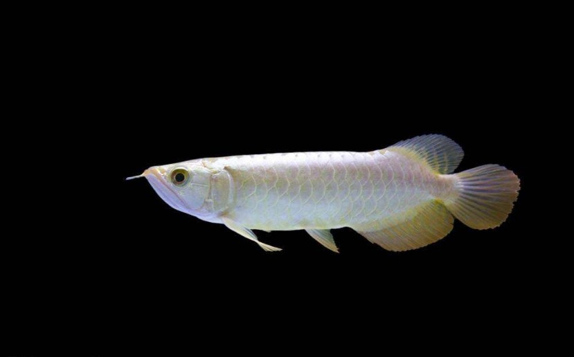 如果是灯光的位置不对 水族资讯 南昌水族馆第1张 如果是灯光的位置不对 水族资讯 南昌水族馆第1张