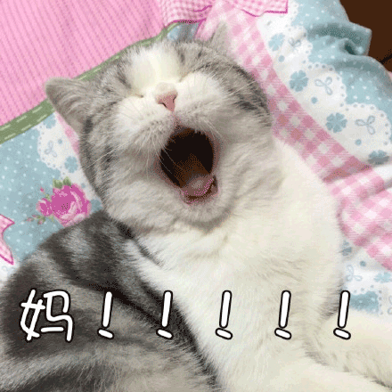 小猫咪半夜睡觉翻个身,发现铲屎官不见了,委屈的快炸了
