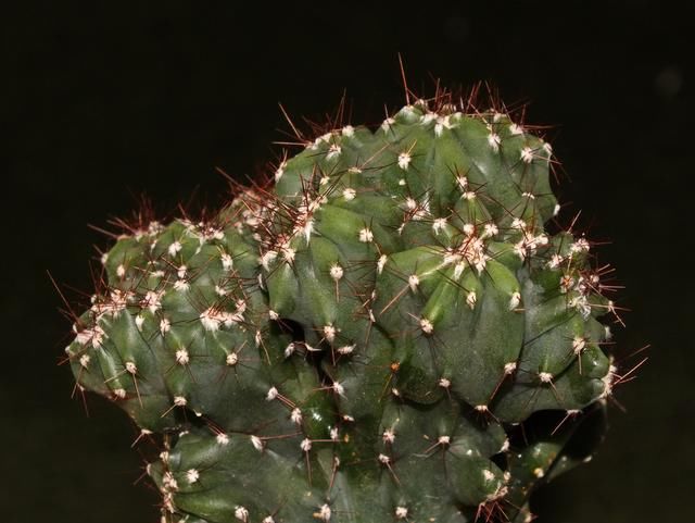 植物好看就够了？麒麟掌早生贵子的寓意你了解吗？