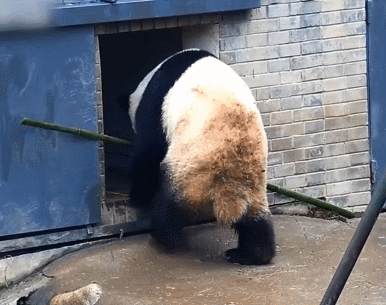 为吃竹子熊猫显出高智商