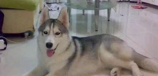 二哈的蓝眼基因太强大,不用看就知道是金毛惹