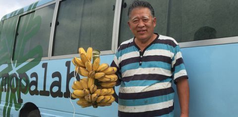 日本人研究培养出可以带皮吃的香蕉 一根香蕉