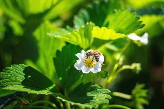 银川最新草莓采摘攻略出炉,让你鲜人一步!