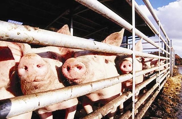 猪价持续低迷，不仅是养猪人的灾难，消费者也跟着一起悲剧！