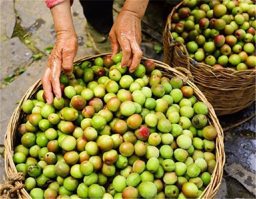 青梅精可以提高肝脏功能,帮助肝脏的解毒作用