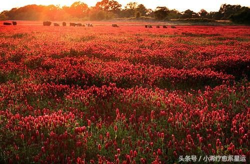 2月份半月小浠疗愈运势：天秤座天蝎座爱情浪漫婚恋承诺来之容易