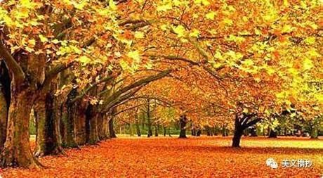 《我用秋的诗句,书写一季的相思》思绪微漾 | 美