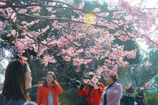 市民香雪海中体验“仙境早春” 南山千株早樱烂漫盛开