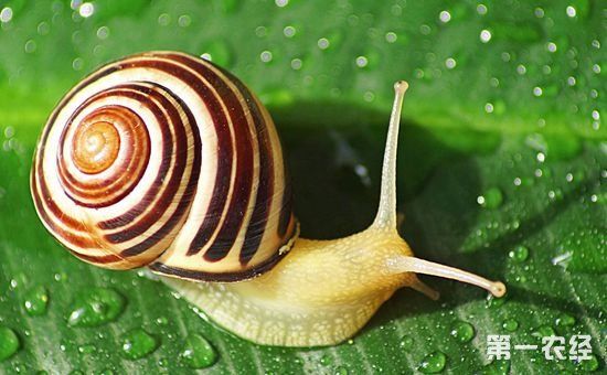 水蜗牛怎么养?水蜗牛的养殖方法