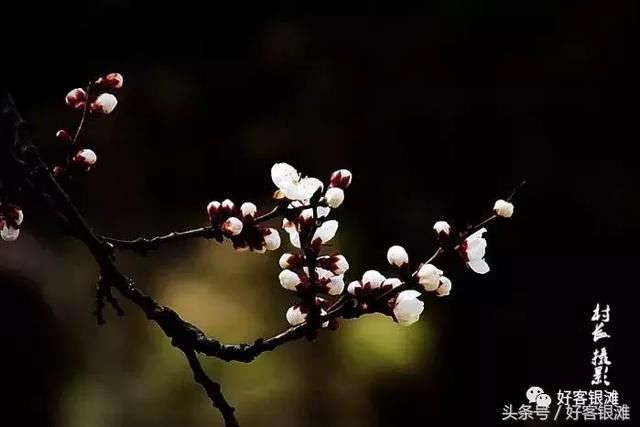 银滩业主摄影作品欣赏《春花灿烂 花香醉人 》