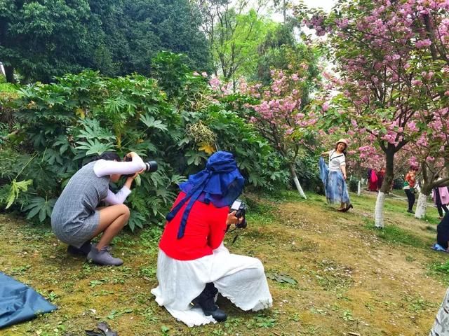 青白江凤凰湖的樱花终于开了，门票免费，再也不用去日本看樱花啦