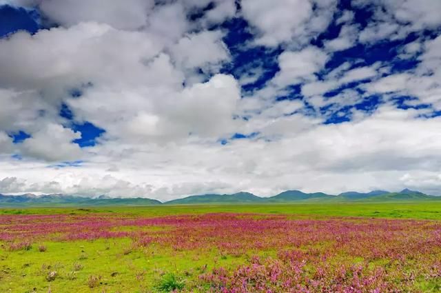 川西草原即将迎来最美季节，G318线的十里杜鹃长廊霸屏贡嘎之春！