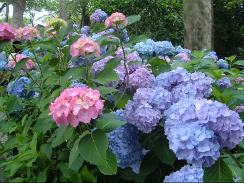 绣球夏天难养?换到这个时间段浇水,小绣花没几