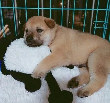 路遇一只中华田园犬,网友想带回家养,闺蜜阻拦