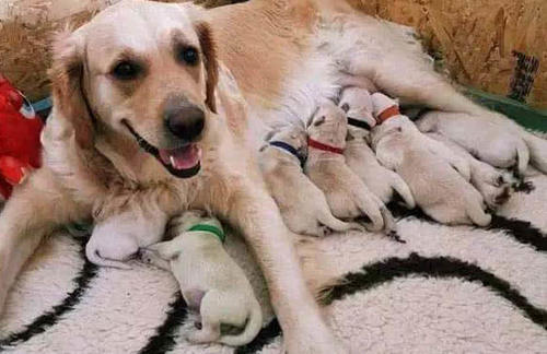 金毛夫妇盖被子睡觉,老李疑惑调监控,金毛粑粑