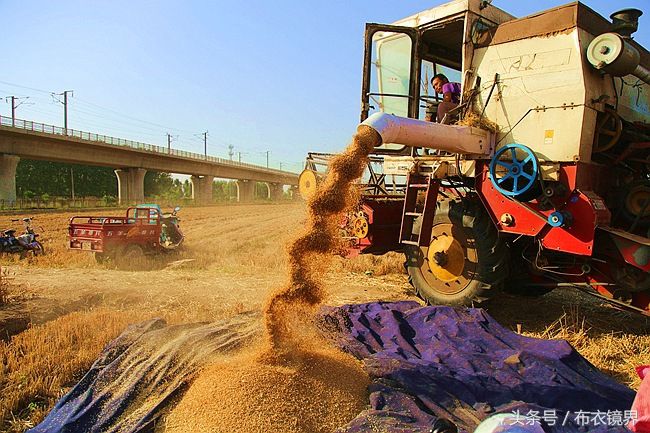 2018年豫北小麦大幅减产,已成事实,看看3县农