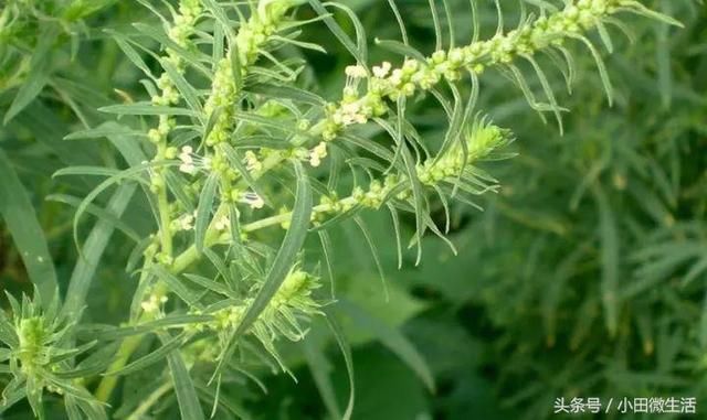 田边路旁的这个野菜，名字挺特别，大家叫它扫帚菜或者地肤