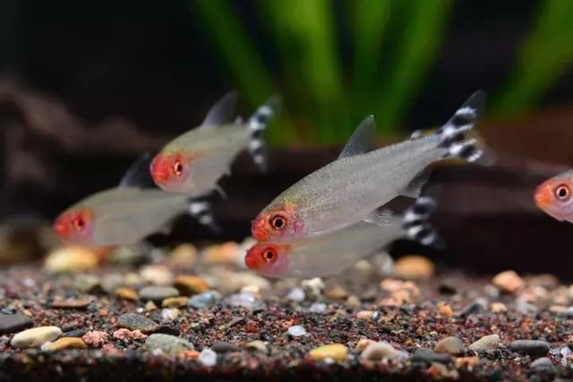 观赏鱼世界 水草缸的经典品种:红鼻剪刀 看看它
