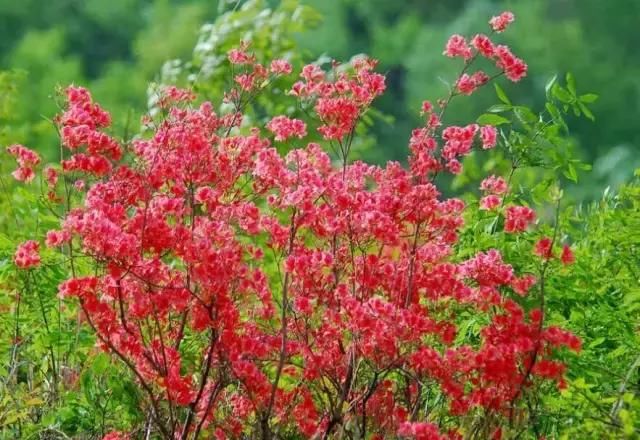河南这5个地方的野生杜鹃山都染红了天！趁着假期赶紧看花去