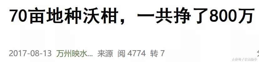 疯狂柑橘催生“天价枝条”，谁才是最后获益者？