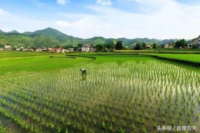 进城打工农民逐年增加，未来十年谁来种地？届时会没饭吃吗？