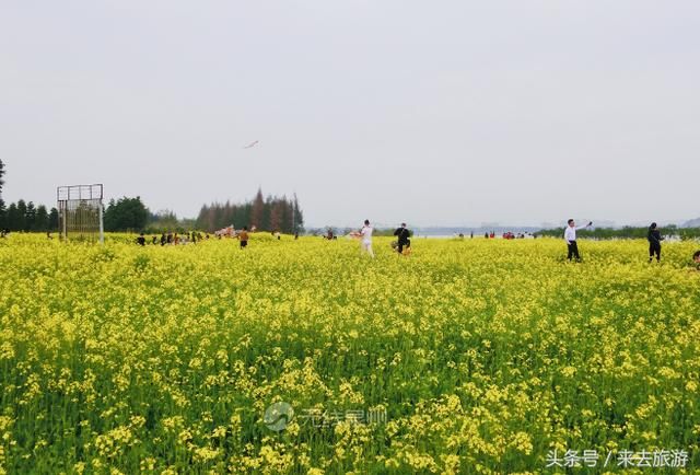 好多泉州人都挤着去的这片油菜花田，你还没去看？